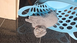 Gesunde, verspielte Kitten   bereit zum Kuscheln     