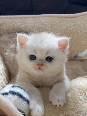 Liebevolle BKH Kitten