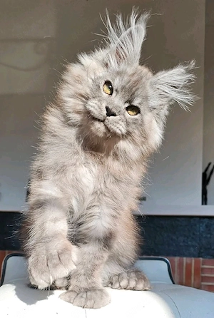 Wunderschöne Maine Coon Kitten   bereit für ihr neues Zuhause    Bild 5