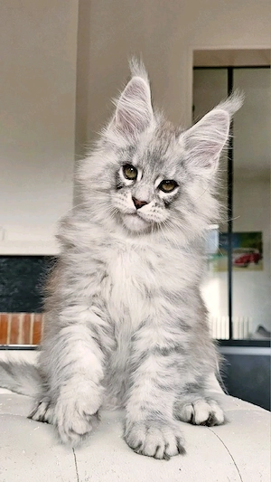 Wunderschöne Maine Coon Kitten   bereit für ihr neues Zuhause    Bild 3