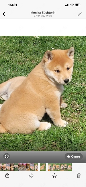 Shiba Inu Welpen Bild 8
