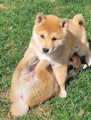 Shiba Inu Welpen Bild 9