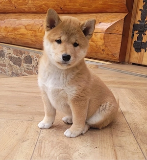 Shiba Inu Welpen Bild 3
