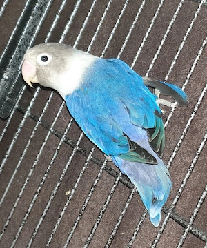 Agaporniden Pfirsichköpfchen Schwarzköpfchen