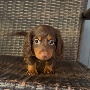 Dackelwelpe zu verkaufen und ein neues Zuhause zu suchen