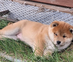 Shiba Inu Welpen Bild 4