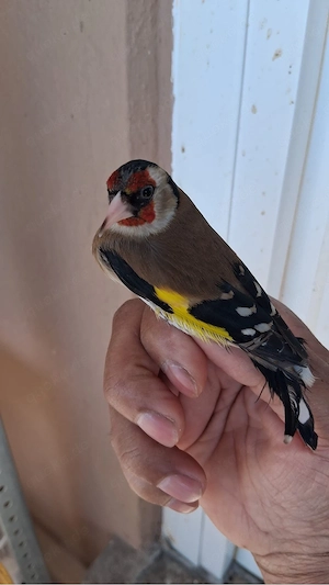 europäische Stieglitz Hahn 