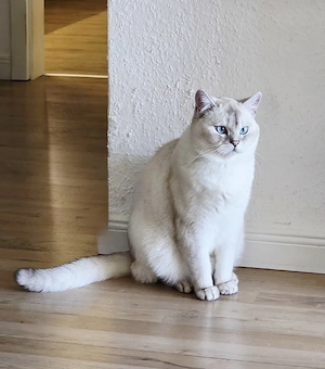 BKH Kater mit offenen Stammbaum (nicht Kastriert)