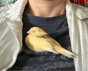 Kanarienvogel sehr Zahm