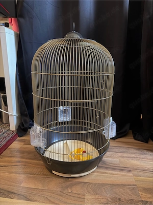 Kanarienvogel sehr Zahm Bild 5