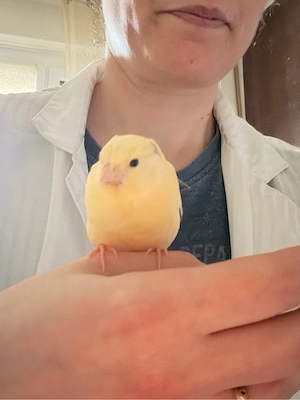 Kanarienvogel sehr Zahm Bild 2