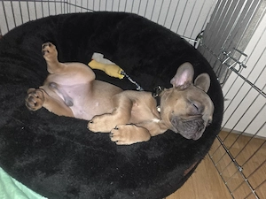 Frenchy Bulldogge Carlito sucht ein Zuhause   