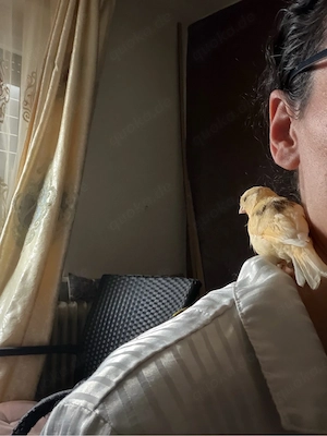Kanarienvogel sehr Zahm Bild 4