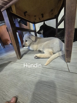 Hundewelpe