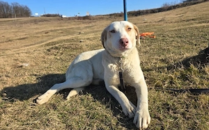 Goldstück Luny sucht Familienanschluss