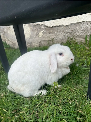 Zwei super liebe Widder suchen neue Möhrchengeber