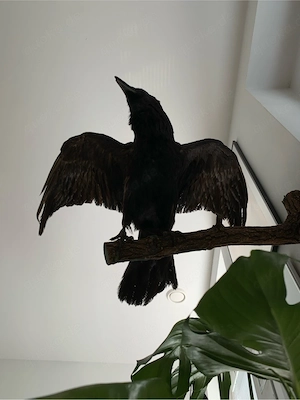 kolkrabe Rabe trophäe 