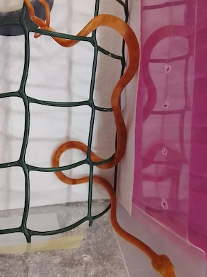 2.2  Corallus hortulanus für Hamm 