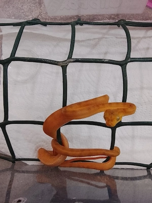 1.1 corallus hortulanus für Hamm 
