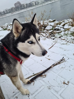 Ein Zuhause für Phönix gesucht   ein treuer Freund wartet auf sein neues Glück 