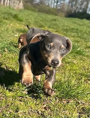 Dackel Welpen Sonderfarbe