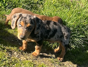 Dackel Welpen  in Sonderfarbe