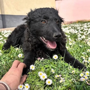 Anora, zuckersüßes Welpenmädchen, Kroatischer Schäferhund Mix Bild 3