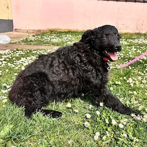 Anora, zuckersüßes Welpenmädchen, Kroatischer Schäferhund Mix Bild 5