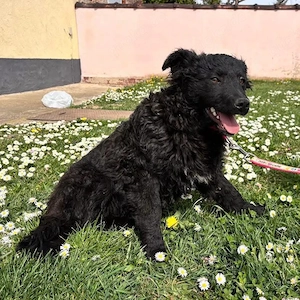 Anora, zuckersüßes Welpenmädchen, Kroatischer Schäferhund Mix Bild 2