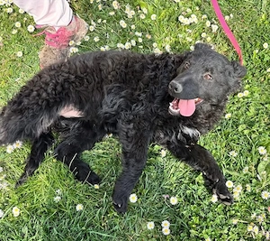 Anora, zuckersüßes Welpenmädchen, Kroatischer Schäferhund Mix Bild 6