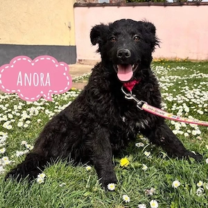 Anora, zuckersüßes Welpenmädchen, Kroatischer Schäferhund Mix