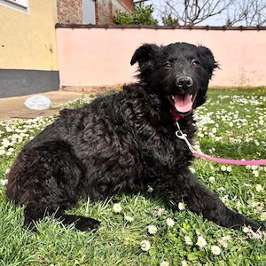 Anora, zuckersüßes Welpenmädchen, Kroatischer Schäferhund Mix Bild 4