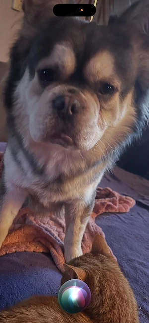 Fluffy French Bulldog Junior sucht liebevolles Zuhause