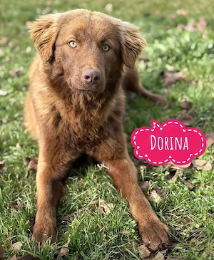 Dorina, wunderhübsche Retriever Mix Hündin