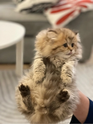    Süßes Kitten (weiblich, 13 Wochen) sucht liebevolles Zuhause    Bild 4
