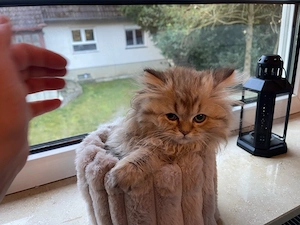    Süßes Kitten (weiblich, 13 Wochen) sucht liebevolles Zuhause    Bild 2