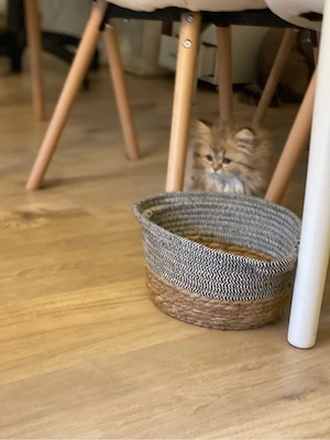    Süßes Kitten (weiblich, 13 Wochen) sucht liebevolles Zuhause    Bild 3