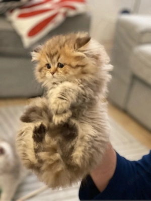    Süßes Kitten (weiblich, 13 Wochen) sucht liebevolles Zuhause   