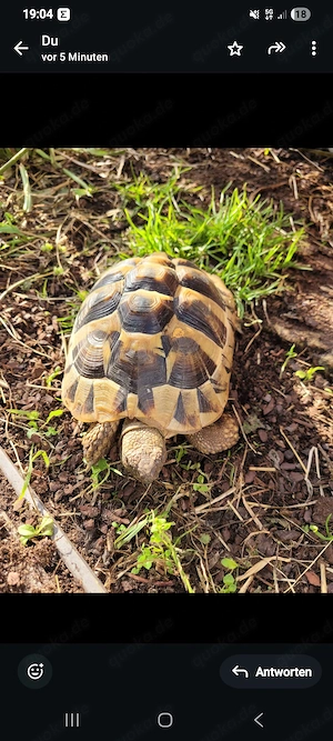 Schildkröten Weibchen mit Papieren 