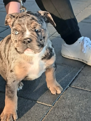 New Englische Bulldogge welpe Rüde 