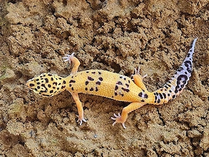 Leopardgecko-Männchen