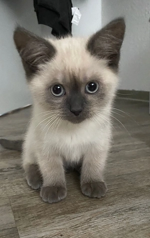 British Shorthair Blue Point Kitten BKH Britisch Kurzhaar