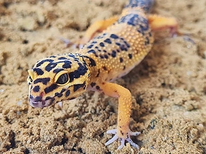 Leopardgecko-Weibchen Bild 2