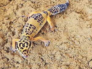Leopardgecko-Weibchen Bild 3