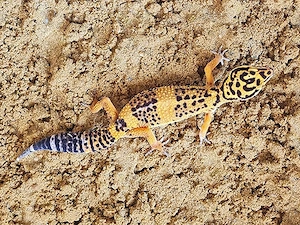 Leopardgecko-Weibchen