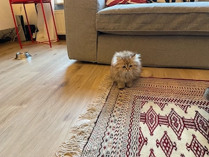    Süßes Kitten (weiblich, 13 Wochen) sucht liebevolles Zuhause    Bild 5