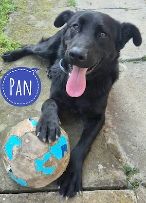 Pan, junger und fröhlicher Mischling, Labrador   Kroatischer Schäferhund