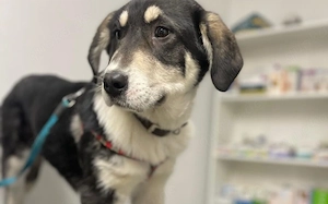 Verspielter Kayo sucht Anschluss