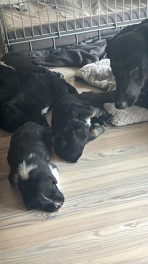 Hindewelpen ab dem 26.5.2026abzugeben Bild 7