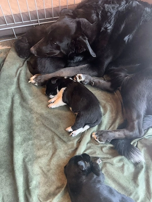 Hindewelpen ab dem 26.5.2026abzugeben Bild 4